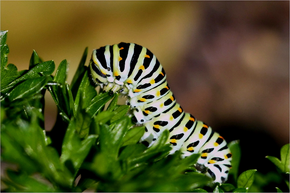 Caterpillar