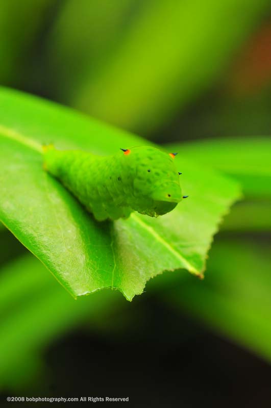 caterpillar