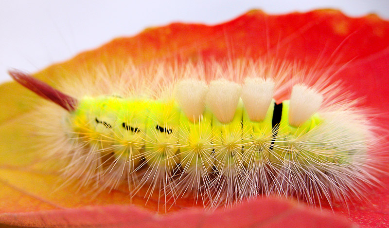 caterpillar