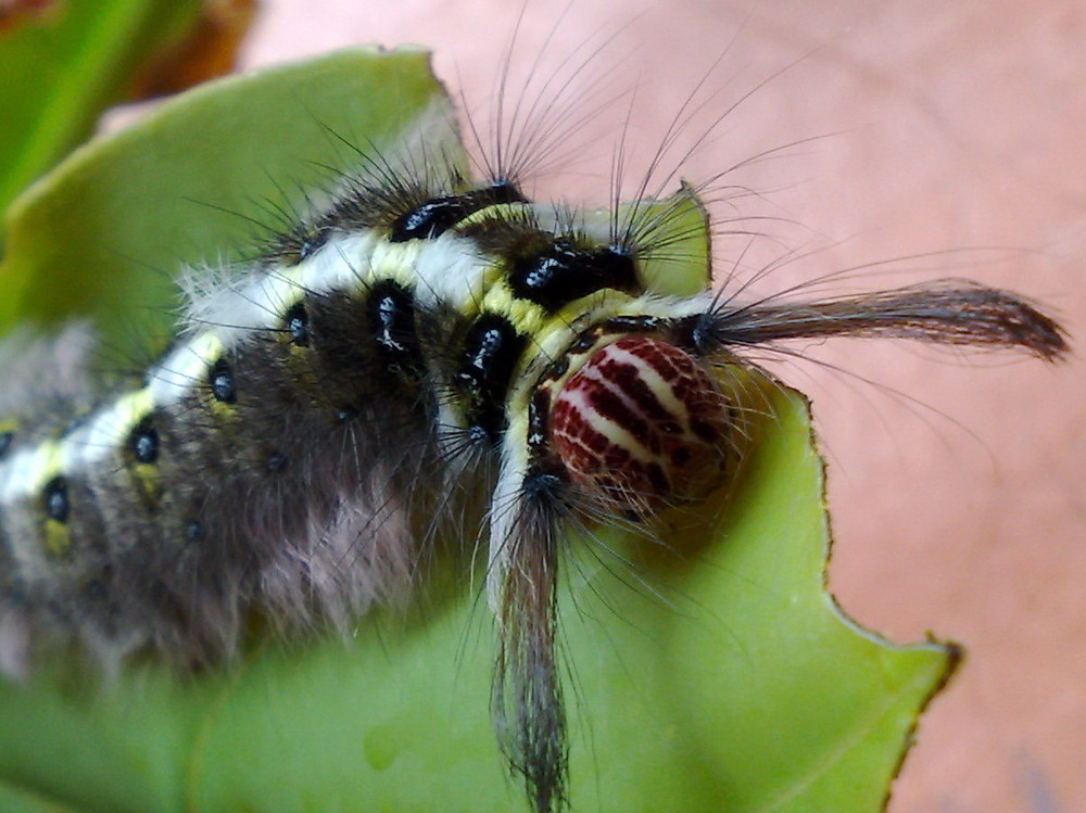 Caterpillar