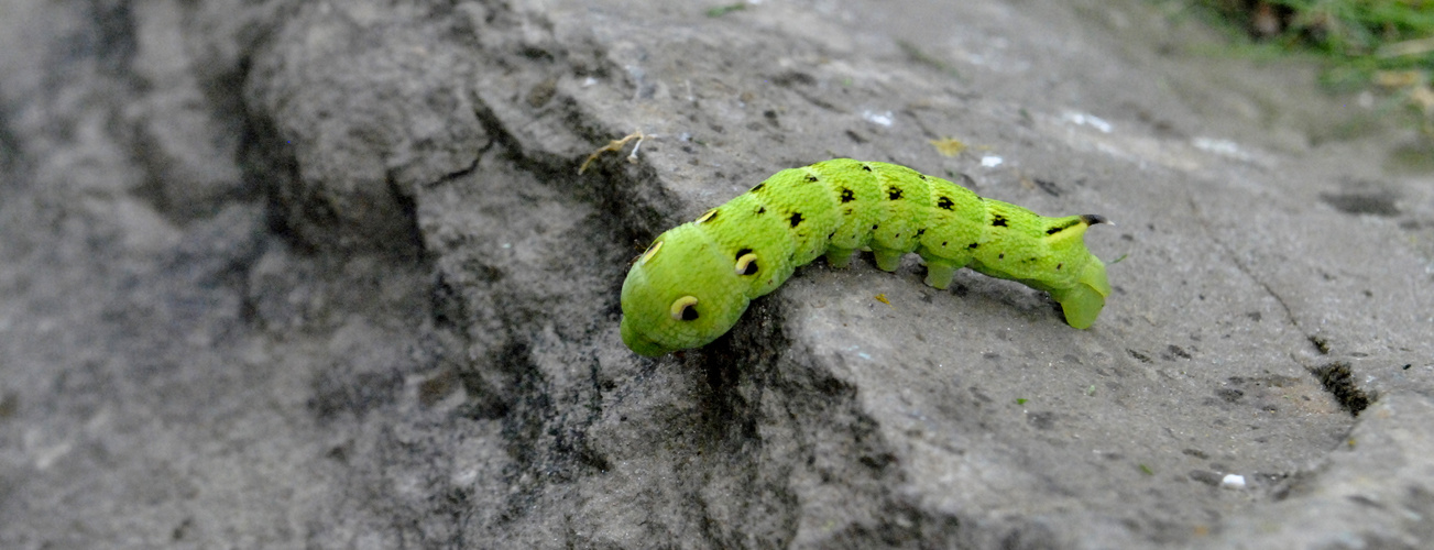 Caterpillar