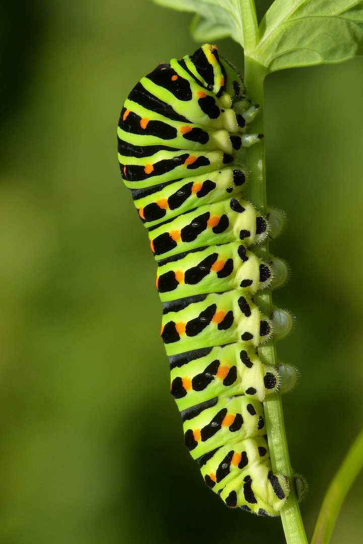 Caterpillar