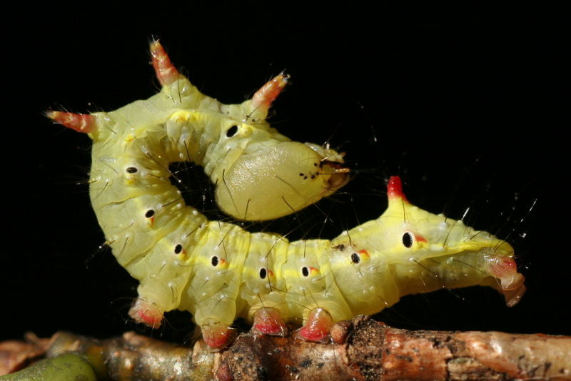 Caterpillar