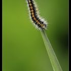 Caterpillar