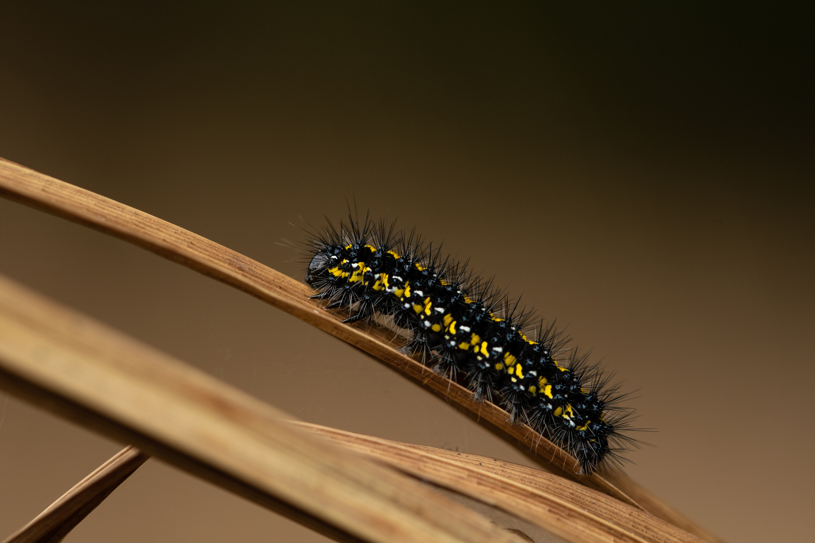 Caterpillar