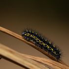 Caterpillar