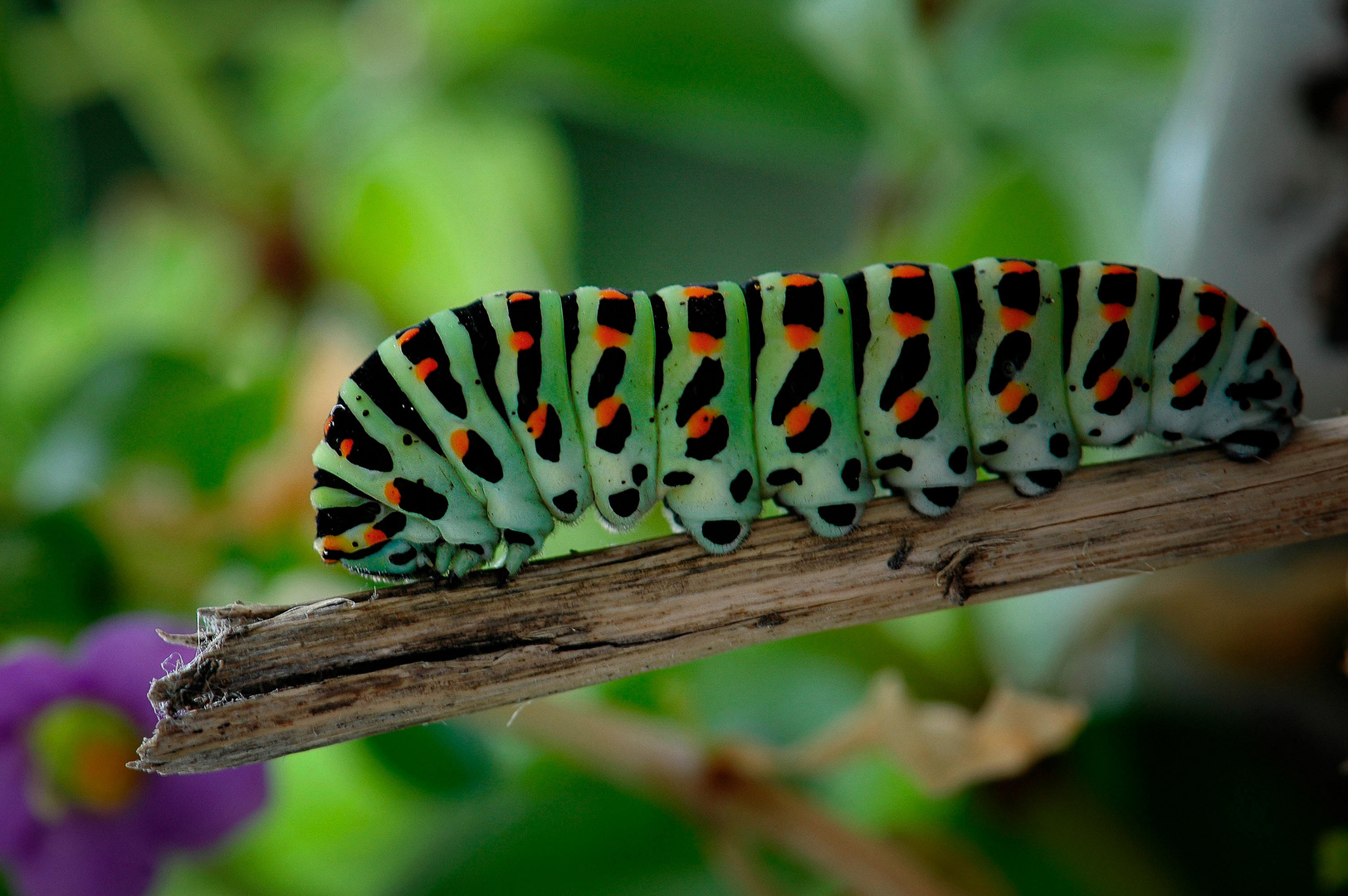 Caterpillar