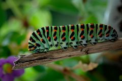 Caterpillar