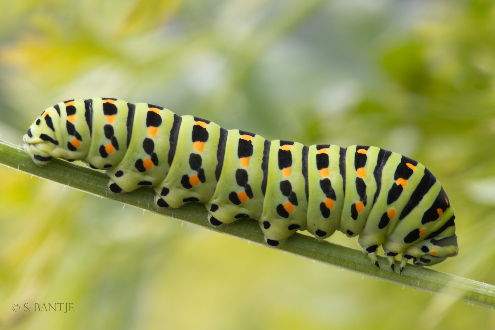 Caterpillar