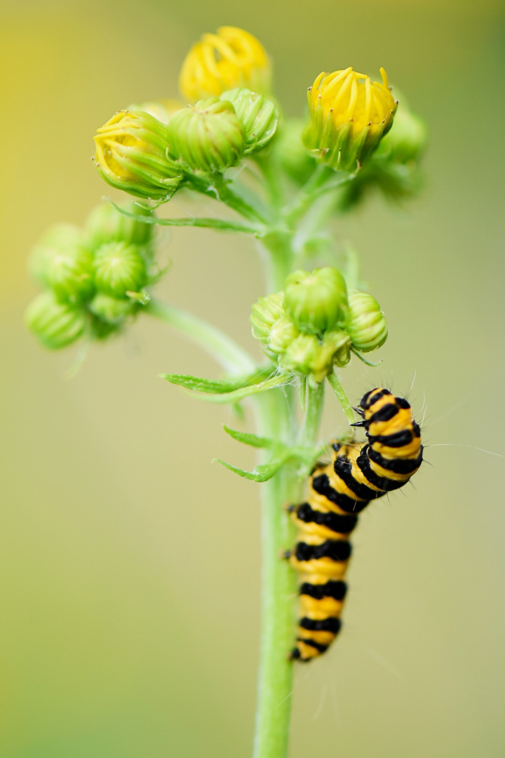 Caterpillar