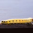 caterpillar