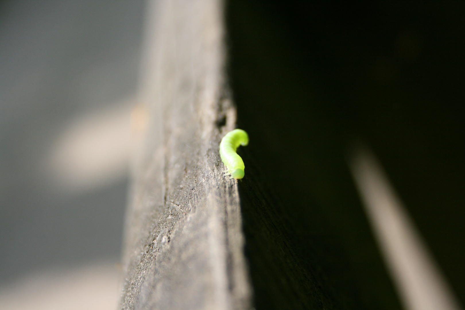 Caterpillar