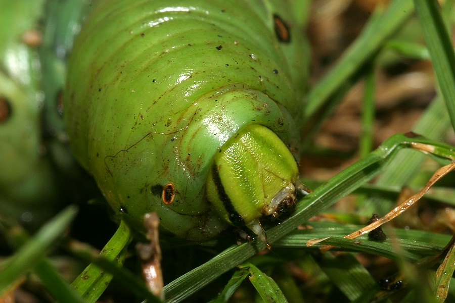 Caterpillar