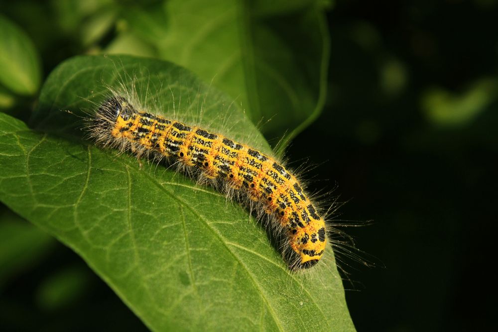 caterpillar