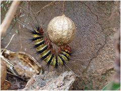 Caterpillar