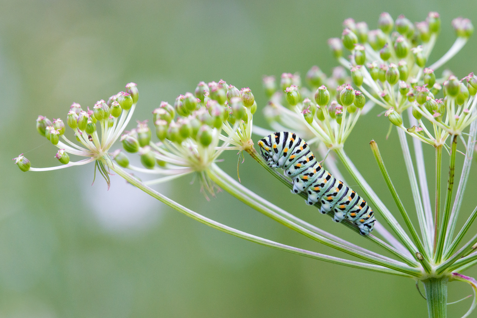 Caterpillar