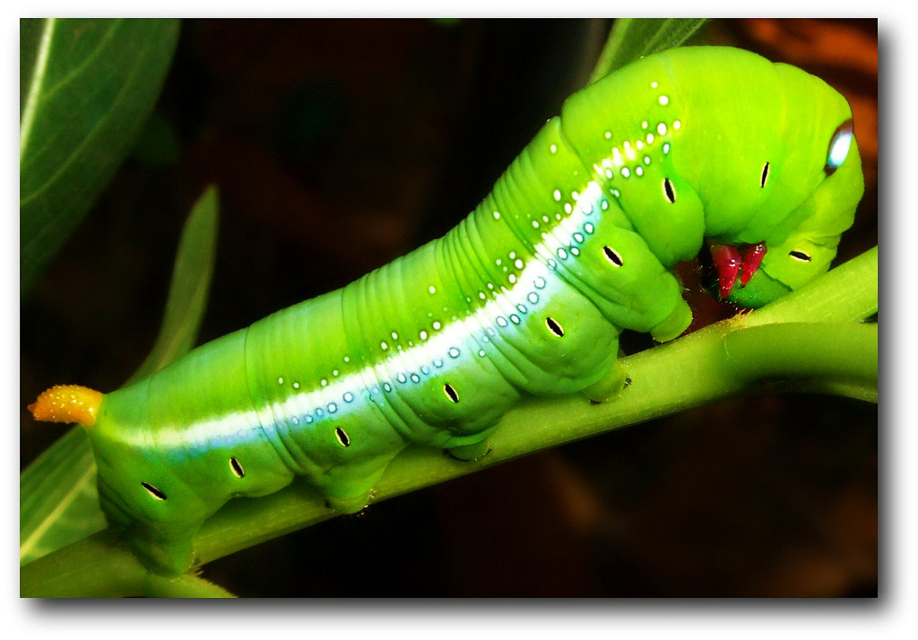 Caterpillar