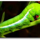 Caterpillar