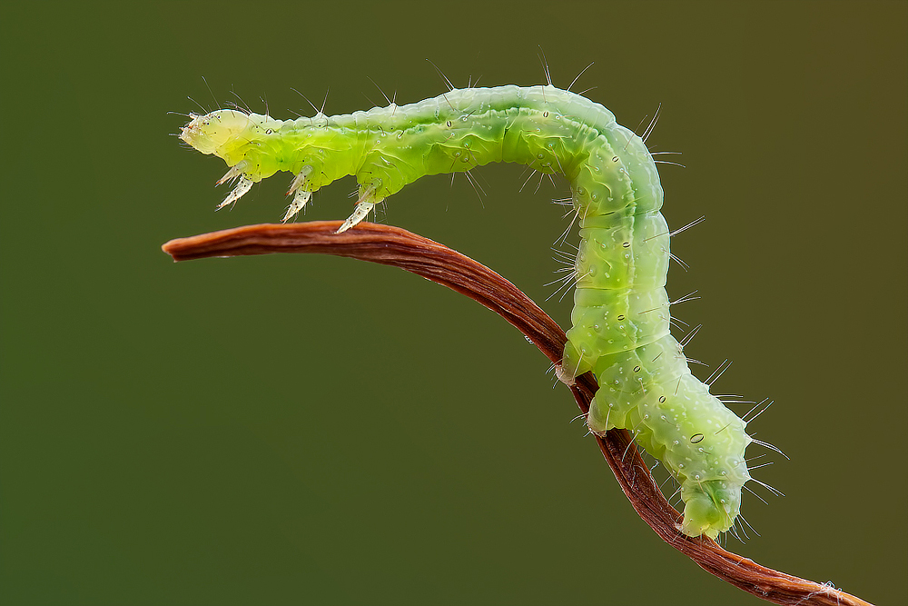 Caterpillar Agility (Bruco Autographa gamma) #2