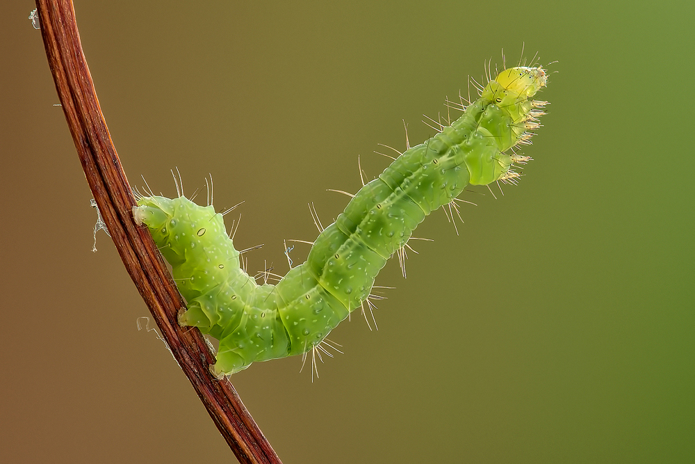 Caterpillar Agility (Bruco Autographa gamma)