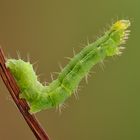 Caterpillar Agility (Bruco Autographa gamma)