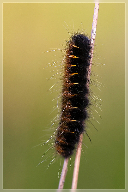 caterpillar