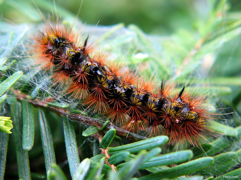 Caterpillar