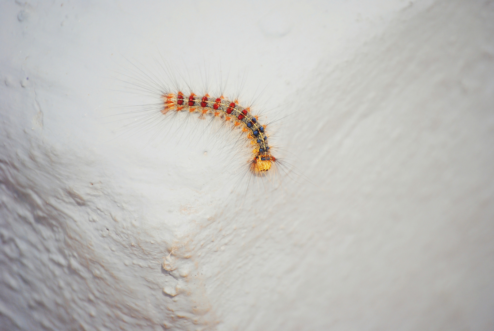 Caterpillar