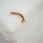 Caterpillar