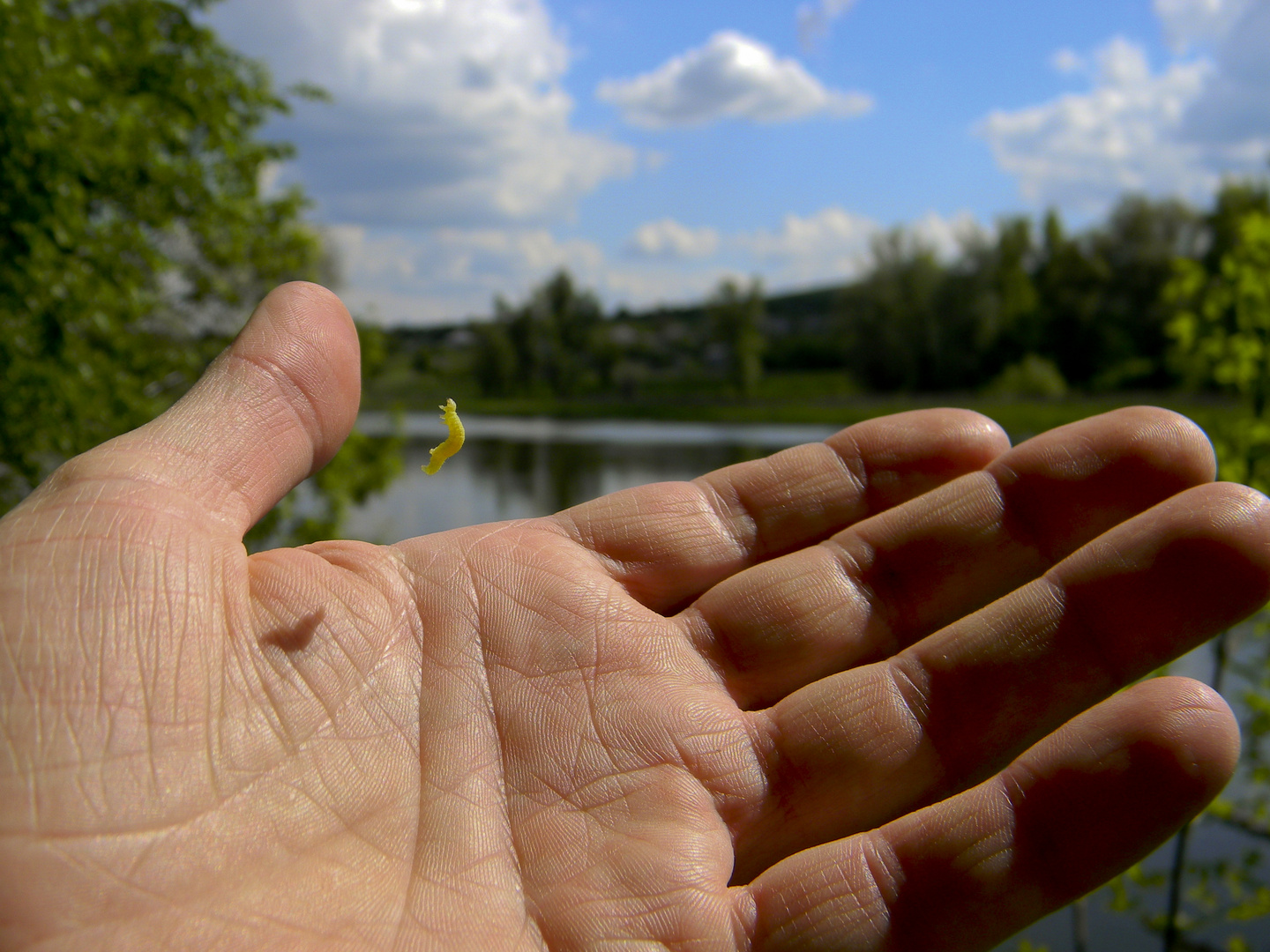 caterpillar by the palm