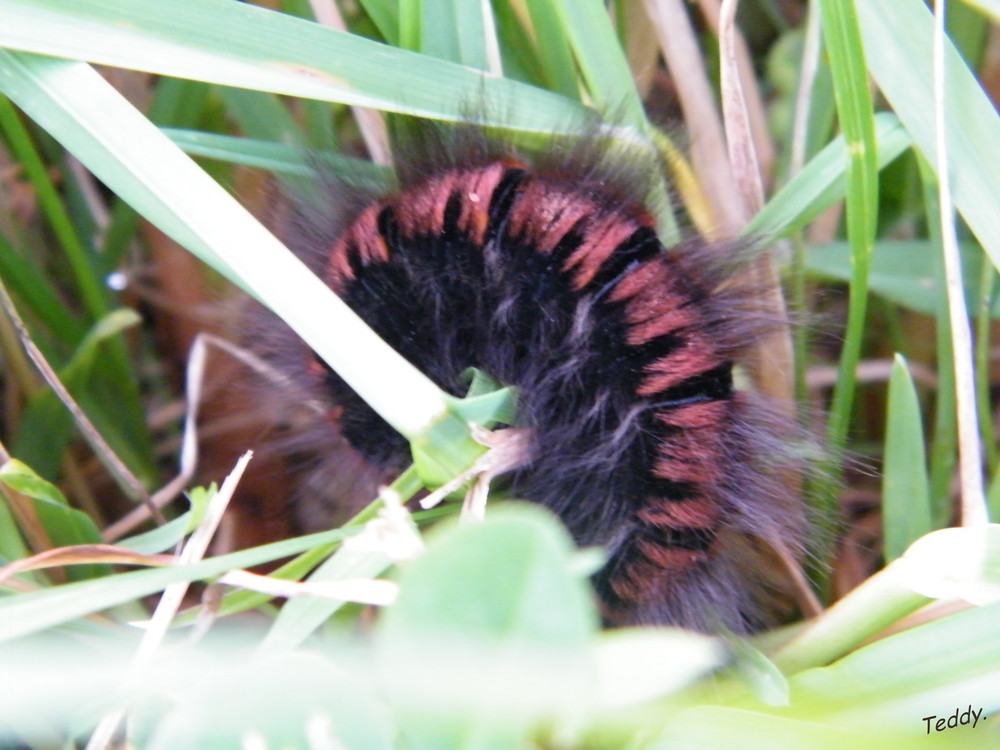 Caterpillar.