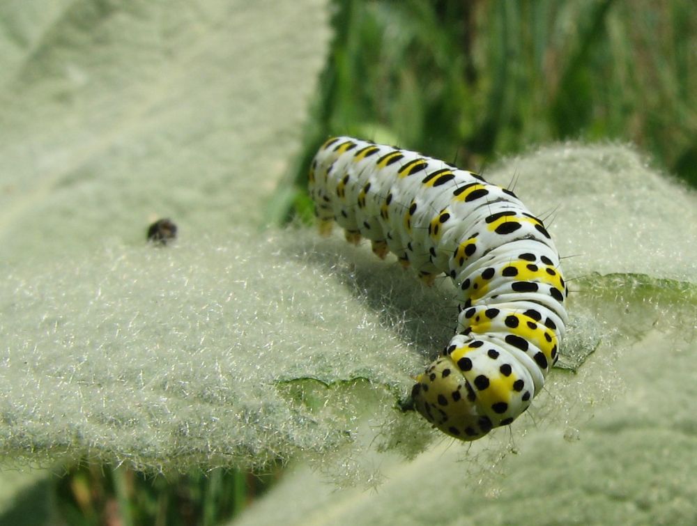 Caterpillar