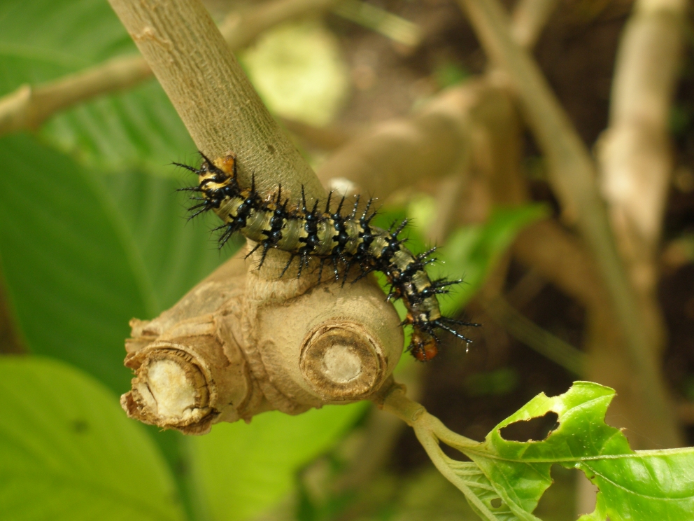 caterpillar :)