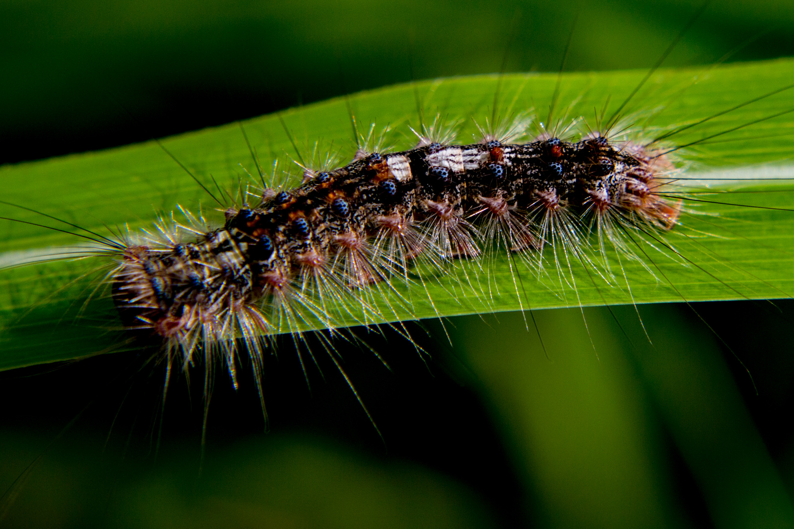 Caterpillar