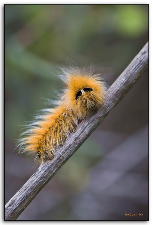 Caterpillar