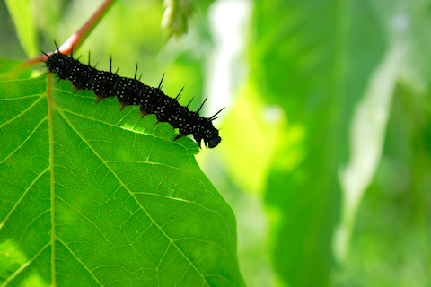 caterpillar