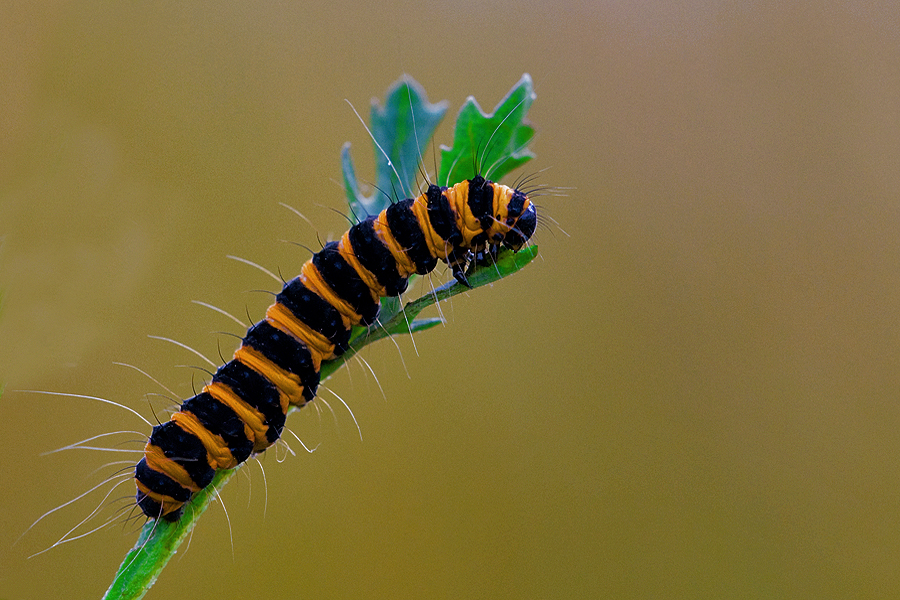 Caterpillar