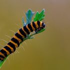 Caterpillar