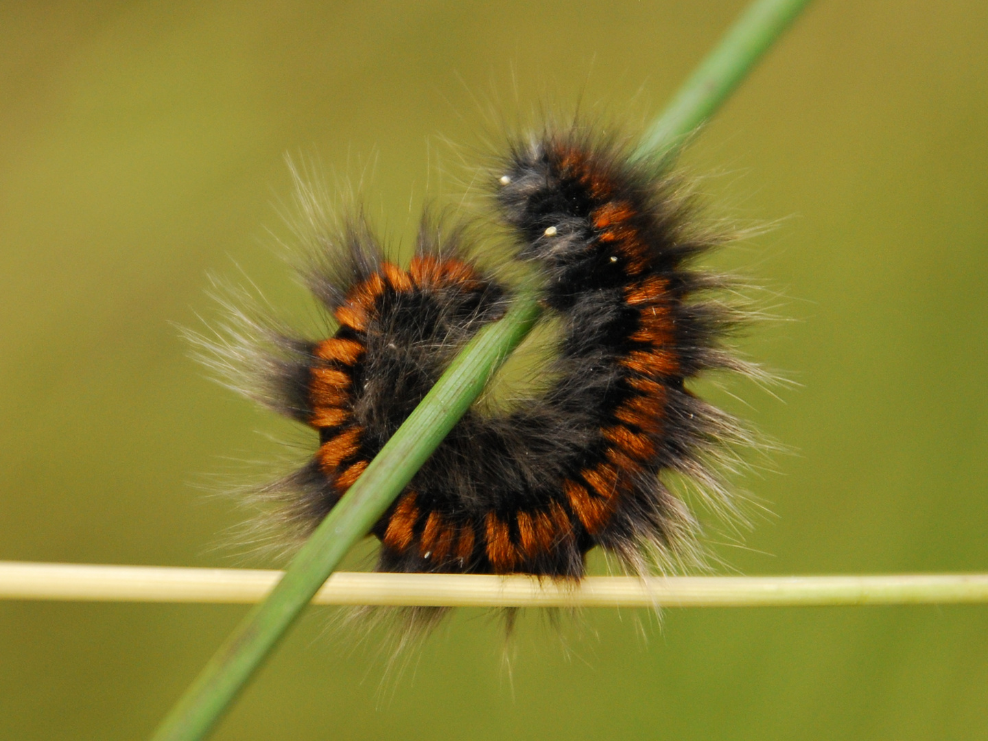 Caterpillar circle