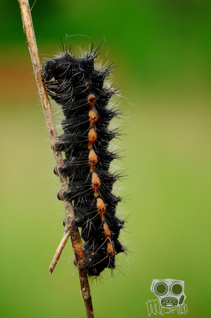 Caterpillar