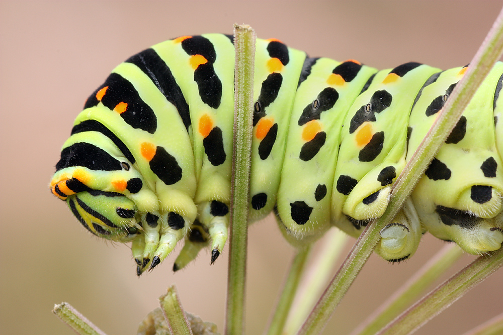 Caterpillar