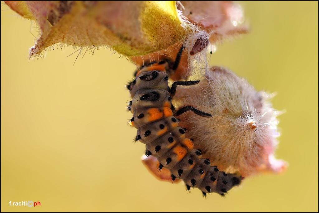 Caterpillar