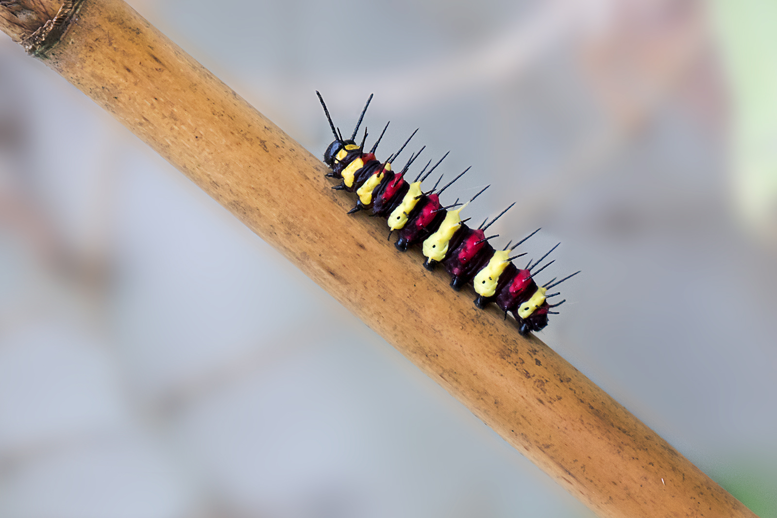 caterpillar