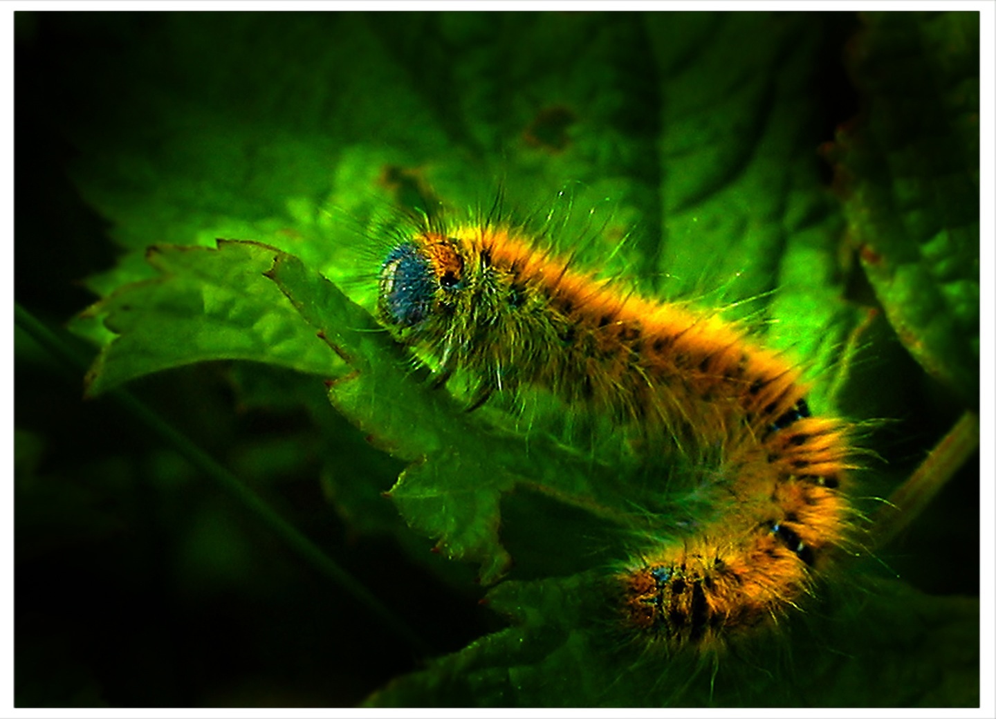 caterpillar