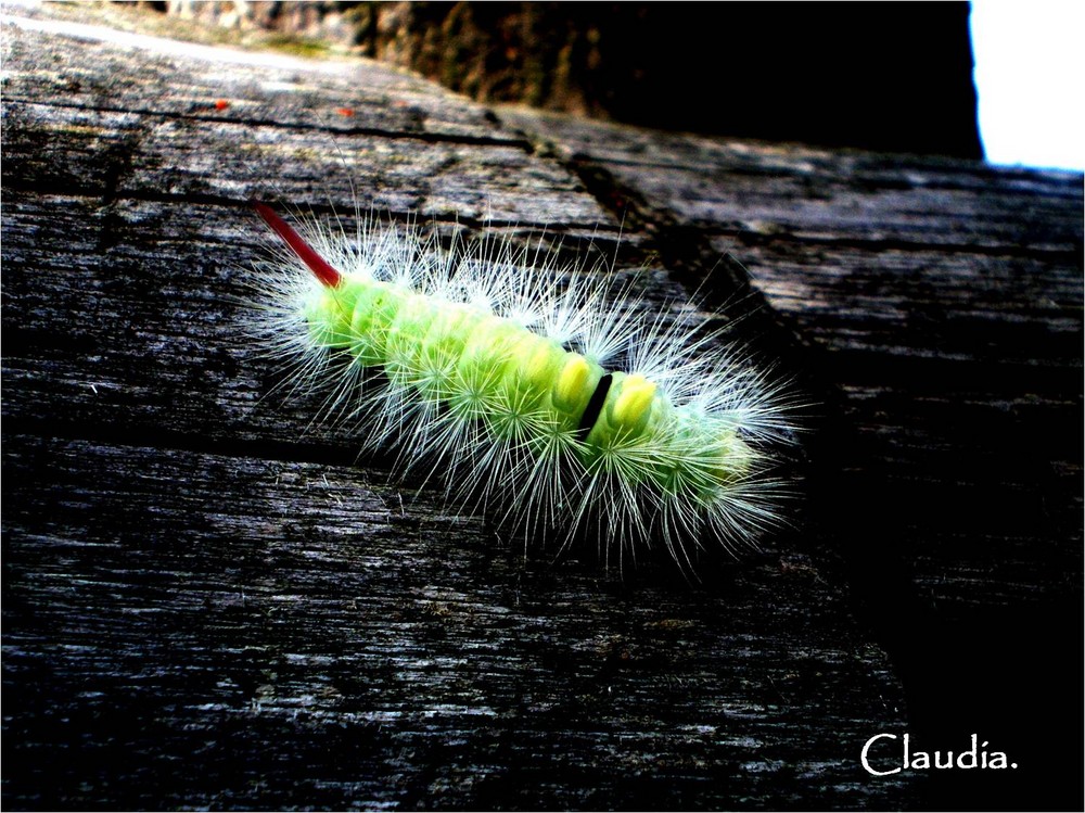 caterpillar