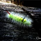 caterpillar