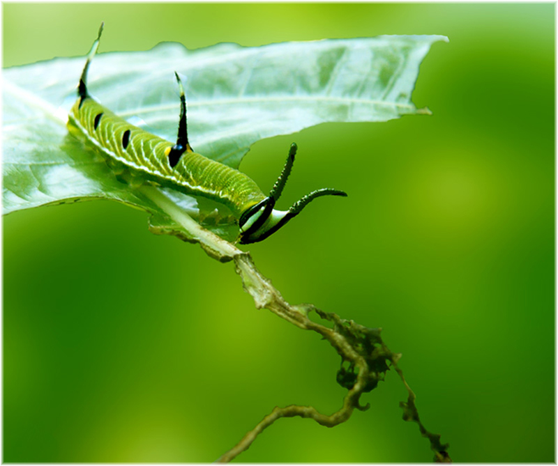 Caterpillar