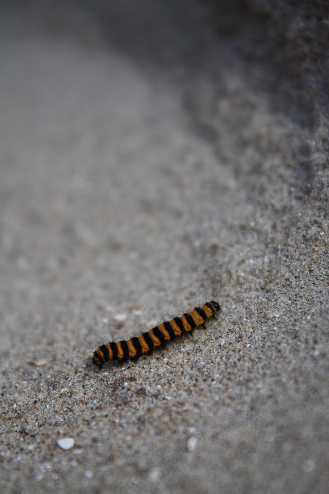 caterpillar in sand