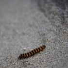 caterpillar in sand