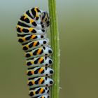 caterpillar of a swallowtail